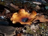 Royoporus badius image