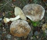 Lactarius argillaceifolius image