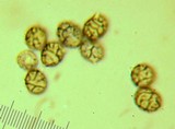 Lactarius argillaceifolius image