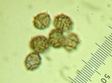 Lactarius argillaceifolius image