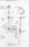 Phaeocollybia piceae image
