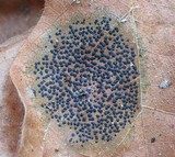 Rhytisma punctatum image