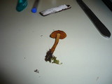 Cortinarius croceoconus image