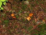 Cortinarius pinguis image
