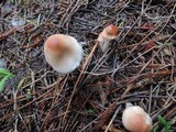 Lepiota subincarnata image