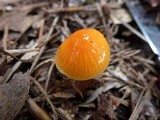 Hygrocybe psittacina var. perplexa image
