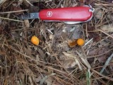 Hygrocybe psittacina var. perplexa image