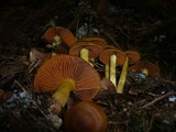 Cortinarius cinnamomeus image