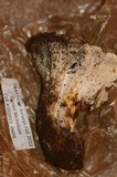 Cantharellus subalbidus image