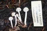 Collybia bakerensis image