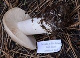 Tricholoma vernaticum image