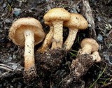 Pholiota terrestris image