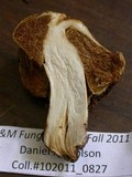 Cortinarius pinguis image