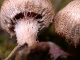 Inocybe cinnamomea image