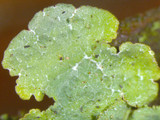Canoparmelia caroliniana image