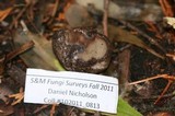 Rhizopogon villosulus image