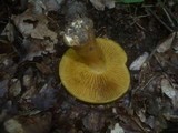 Cortinarius psittacinus image