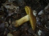 Cortinarius psittacinus image