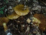 Cortinarius quercilicis image