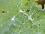 Canoparmelia caroliniana image