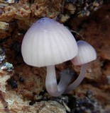 Mycena purpureofusca image