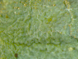 Canoparmelia caroliniana image