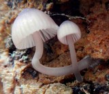 Mycena purpureofusca image