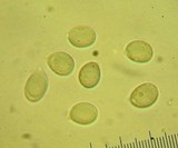Mycena purpureofusca image