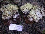 Ramaria rasilispora image