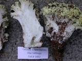 Ramaria rasilispora image