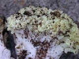 Ramaria rasilispora image