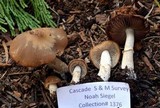 Psathyrella ellenae var. yubaensis image