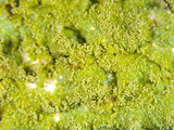 Canoparmelia caroliniana image