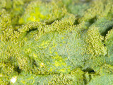 Canoparmelia caroliniana image