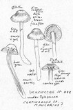 Cortinarius malicorius image