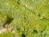 Canoparmelia caroliniana image