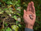Inocybe lilacina image