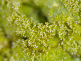 Canoparmelia caroliniana image