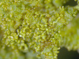 Canoparmelia caroliniana image