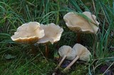 Melanoleuca cognata image