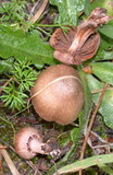 Inocybe cinnamomea image