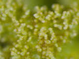 Canoparmelia caroliniana image
