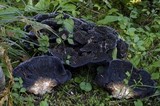 Hydnellum regium image