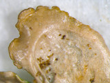 Canoparmelia caroliniana image