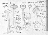 Cortinarius olivaceopictus image