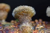 Nidula candida image