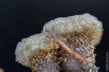 Nidula candida image