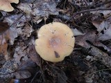 Clitocybe flaccida image