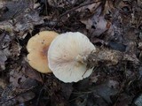 Clitocybe flaccida image