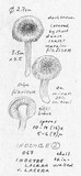 Inocybe lacera image